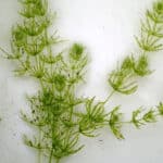 Chara algae with pods on leaves.