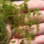 Cluster of chara algae on hand.