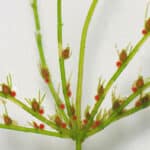 Close up of chara algae leaves with pods.