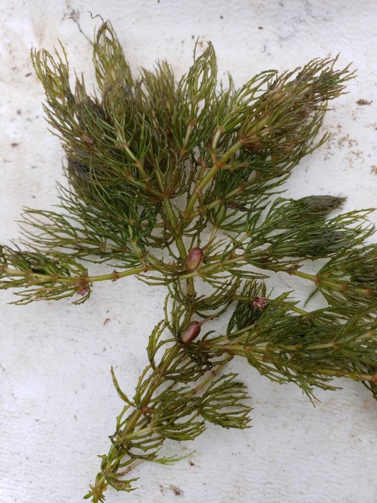 Coontail with red pods.