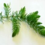 Single coontail plant on white background.