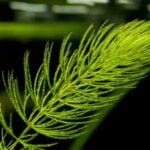 Coontail leaves close up.