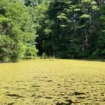 Duckweed creating mats on pond.