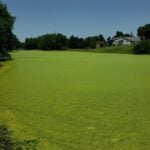 Duckweed covering pond.