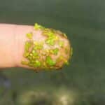 Duckweed on single finger.