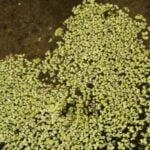 Cluster of duckweed on water surface.