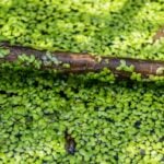 Duckweed on branch.