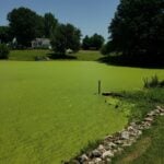 Duckweed creating a mat.