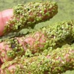 Duckweed on fingers.