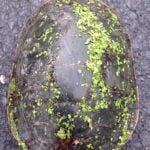 Duckweed on turtle's back.