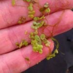 Small amount of duckweed in hand.