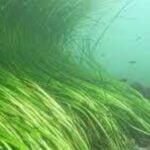 Eelgrass curving with waves.