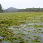 Eelgrass reaching water surface.