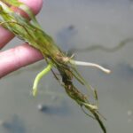 Eelgrass roots close up.