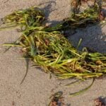 Clump of eelgrass on beach.