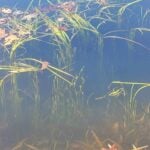 Eelgrass standing in water.