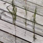 Eelgrass different lengths.