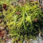 Clump of eelgrass.