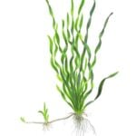 Drawing of eelgrass.