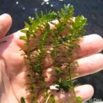 Elodea plants in hand.