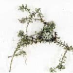 Elodea plant on white surface.