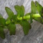 Elodea stem and leaves close up.