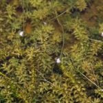 Elodea with small flowers.