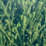 Elodea group underwater.