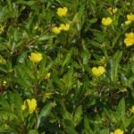 Group of floating primrose with flowers.