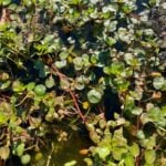 Floating primrose group in shallow water.