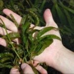 Illinois pondweed in hand.