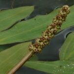 Close up of Illinois pondweed stalk.