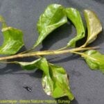 Single Illinois pondweed plant.