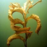 Single large leaf pondweed plant.