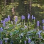 Pickerelweed in forest pond.