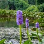 Pickerelweed clusters with algae.