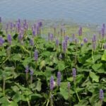 Pickerelweed with flowering buds.