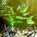 Pickerelweed with single flower.