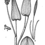 Drawing of pickerelweed.