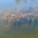 Southern naiad cluster underwater.