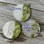 Comparison of duckweed and watermeal