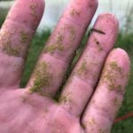 Watermeal scattered on hand.