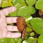 Watershield group with hand holding one plant.