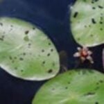 Watershield leaves close up.