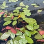 Watershield leaves floating.