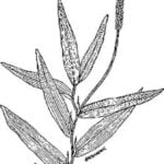 Drawing of white stem pondweed.