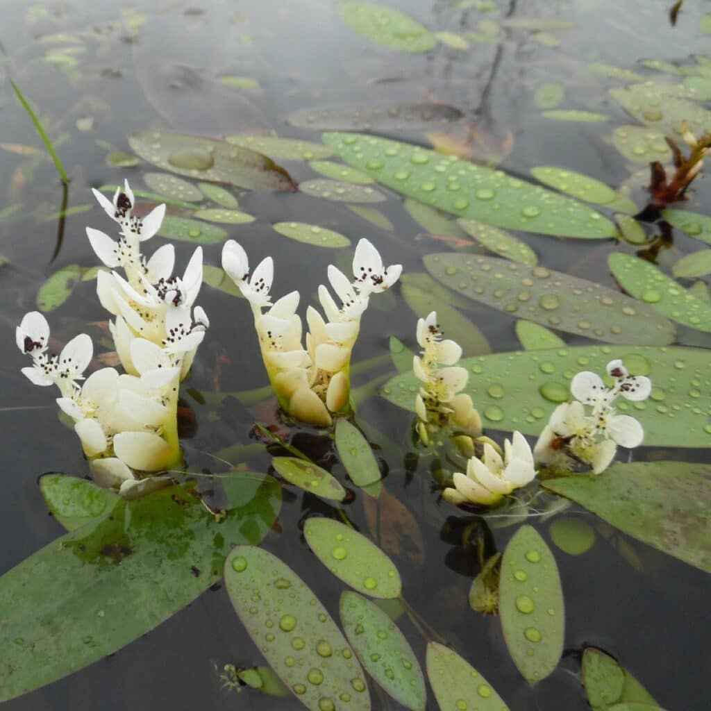 Water hawthorn close up with flowers emerging