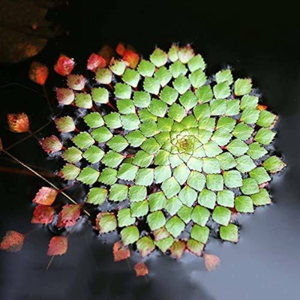 Mosaic plant singular with only a few red leaves