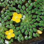 Mosaic plants with two open flowers