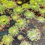 Mosaic plants many in pond showing stems and flowers